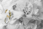 photo de mariage dans un parc sur la rive sud de Québec fait par un photographe